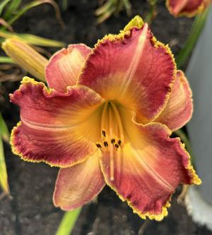 Ron Wilson's Online Garden Party*