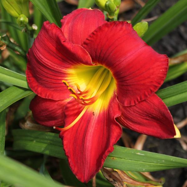 Scarlet Orbit