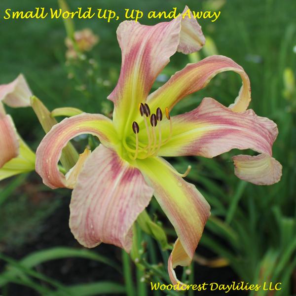 Small World Up, Up and Away (3)