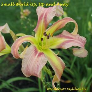 Small World Up, Up and Away