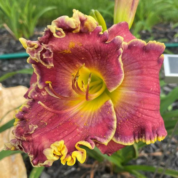 Flash Gordon (4)