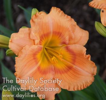 Ruffled Sunburst_Brown E C_Beth Creveling_1516133672