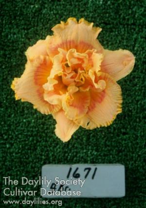 Topguns Natchez Sunrise*