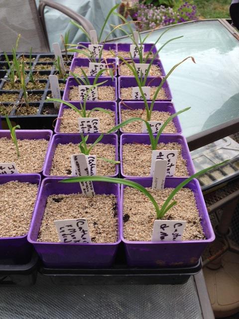 Seedling pots ready to replant